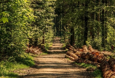 ¿Taladores de otros estados saquean bosques de Pinal?