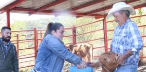 En Landa de Matamoros Subsidia Municipio &quot;Aretado de ganado&quot;