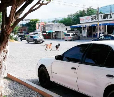 Perros a punto de ocasionar accidente