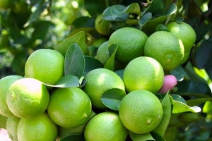 Aceite vegetal, tortillas y aguacate a la alza