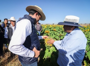 En equipo con productores del campo, San Juan del Río siembra 80 hectáreas de girasol