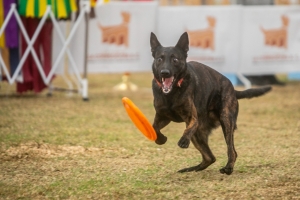 Exhibe más de 600 ejemplares Exposición Canina de Navidad