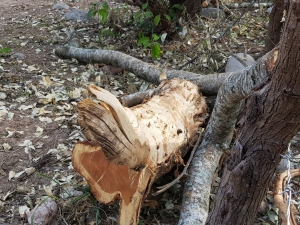 Denuncian Ecocidio en Arroyo Seco